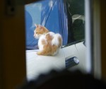 cat on car