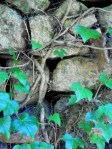 ivy covered wall 