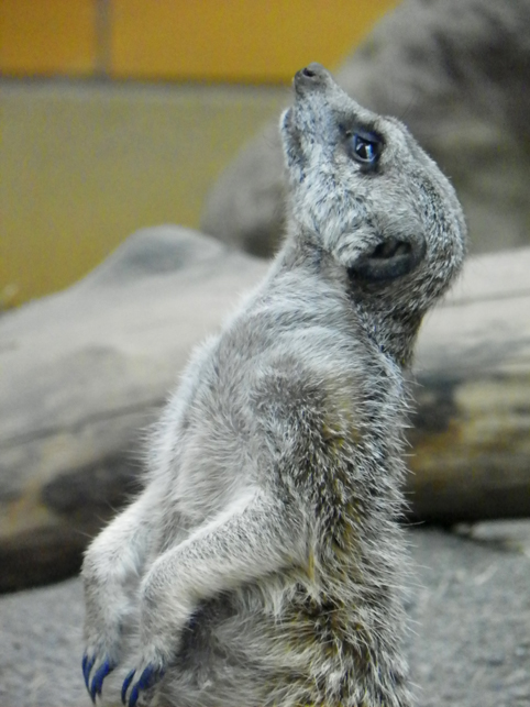 meerkat