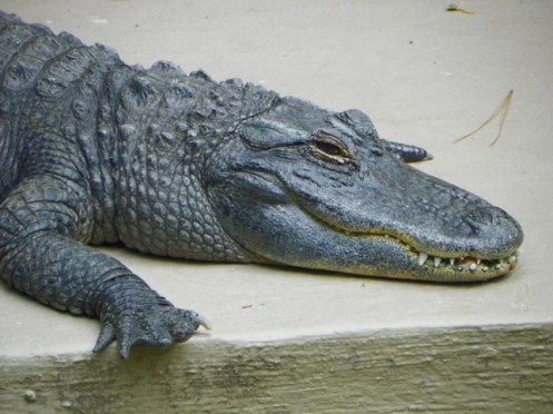 alligator smile