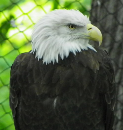 bald eagle