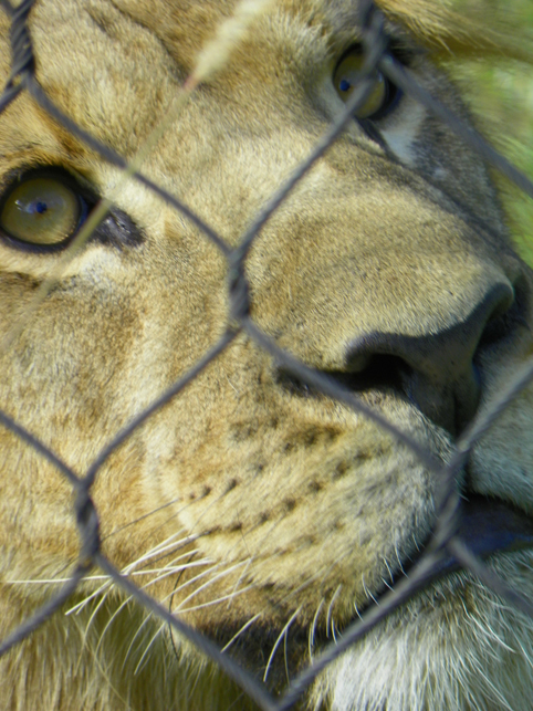 lion through fence