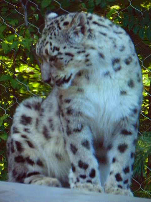 snow leopard