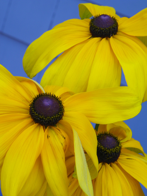 black eyed susan