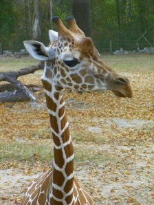 101_2064giraffe