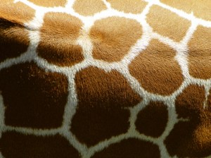 101_2072giraffespots