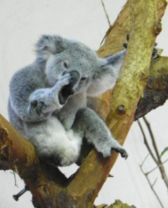 101_2089koala