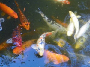 101_2123koi
