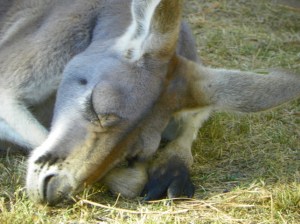 101_2158kangaroo