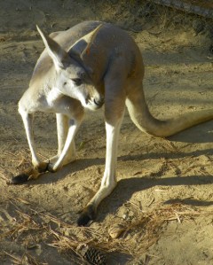 101_2172kangaroo