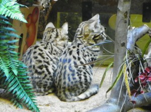 101_2198teenykitties