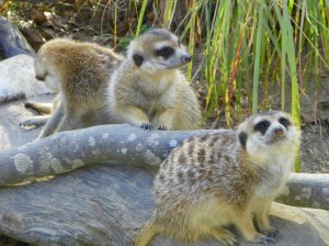 101_2211meerkats