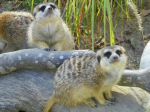 101_2215meerkats