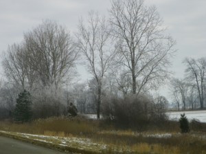 ice trees