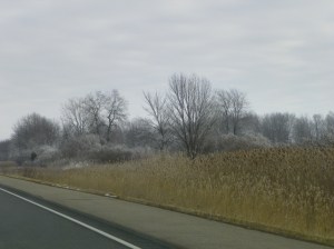 ice trees