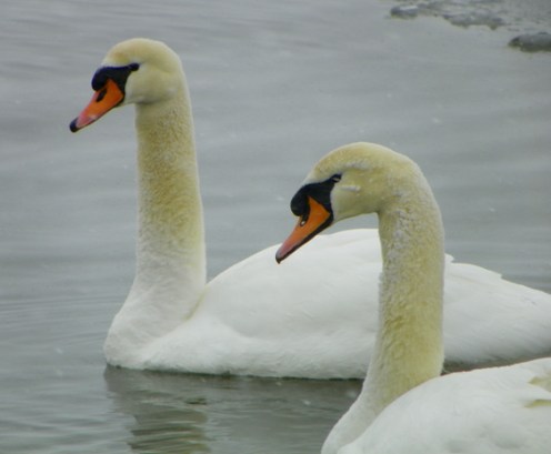 swans101_2768