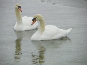 swans101_2769