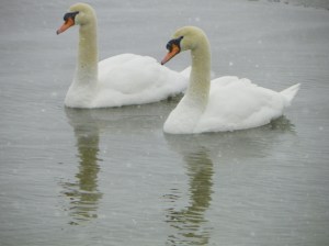 swans101_2770