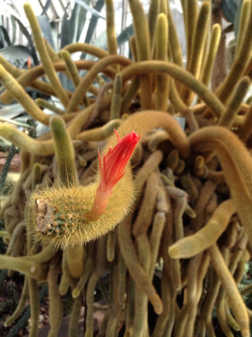 flowering cactus