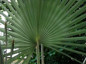 plant that looks like fan