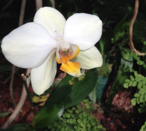 white orchid