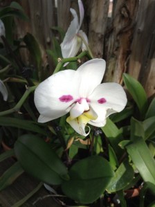 white orchid with pink spots