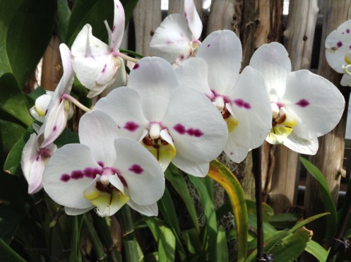 white orchids in a ros