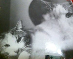 double exposed kitty photo
