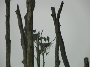 heron nest