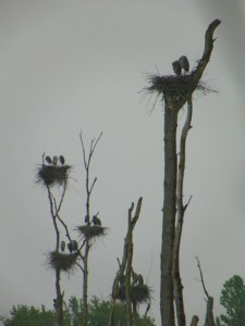 heron rookery