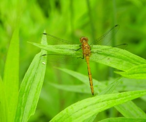dragonfly101_3496