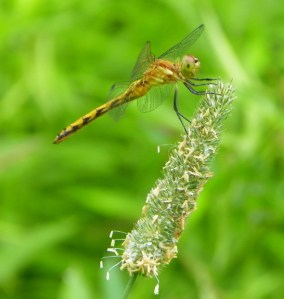 dragonfly101_3503