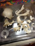 skull parts