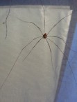 spider in tent