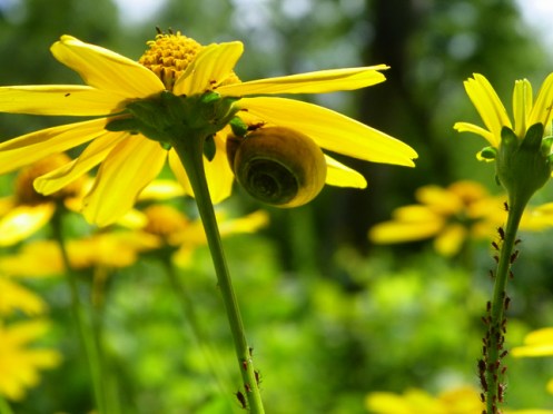 snail and ants on flower