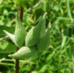 milkweed pods