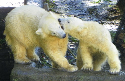 polar bear cubs playing