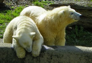 polar bear cubs