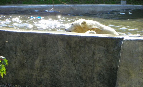 polar bear cub in water