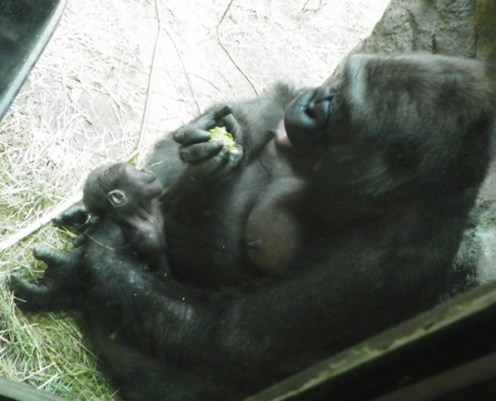 gorilla with baby
