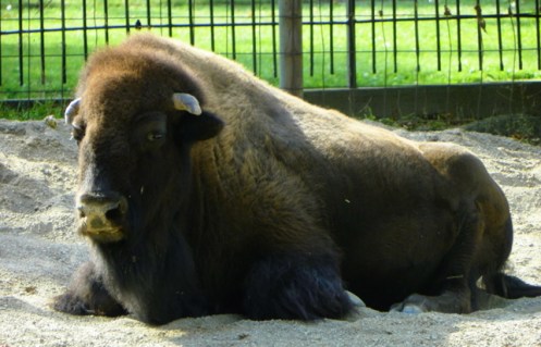 buffalo