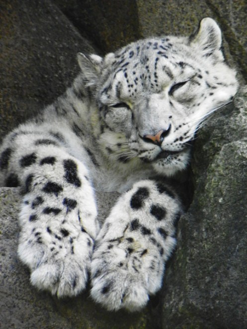 snow leopard sleeping 