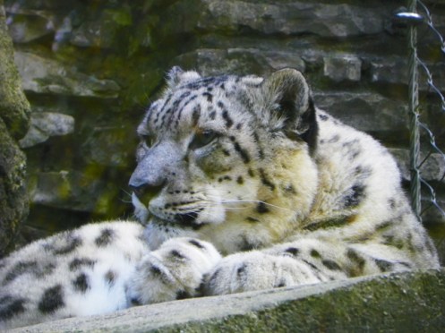 snow leopard