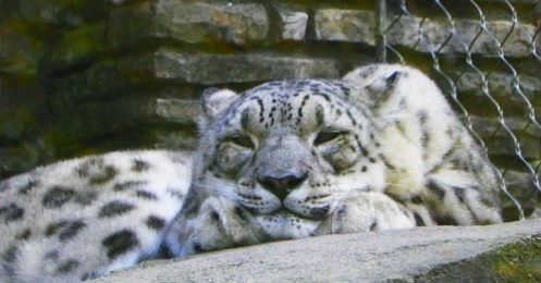 snow leopard