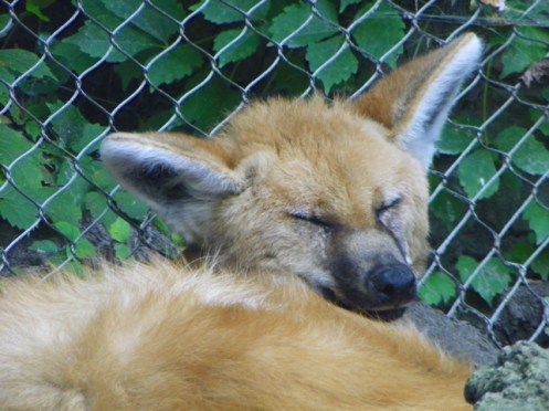 maned wolf
