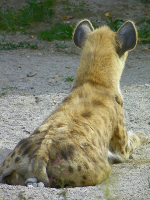hyena bum