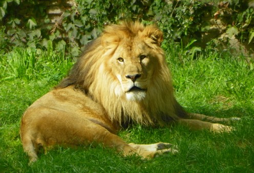 lion