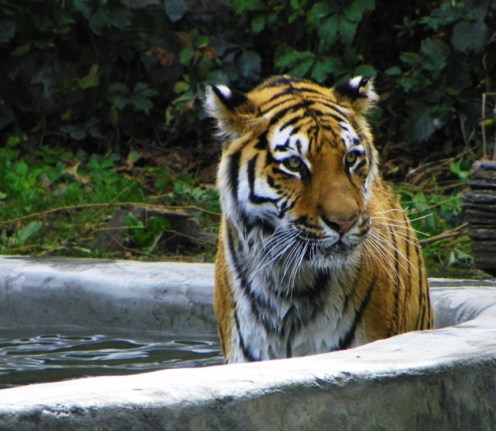 tiger in pool