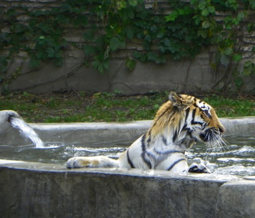 tiger in water