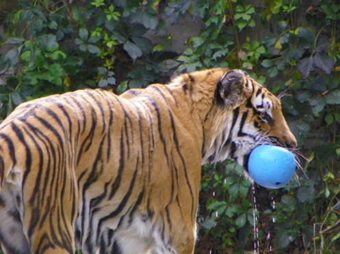 tiger with toy
